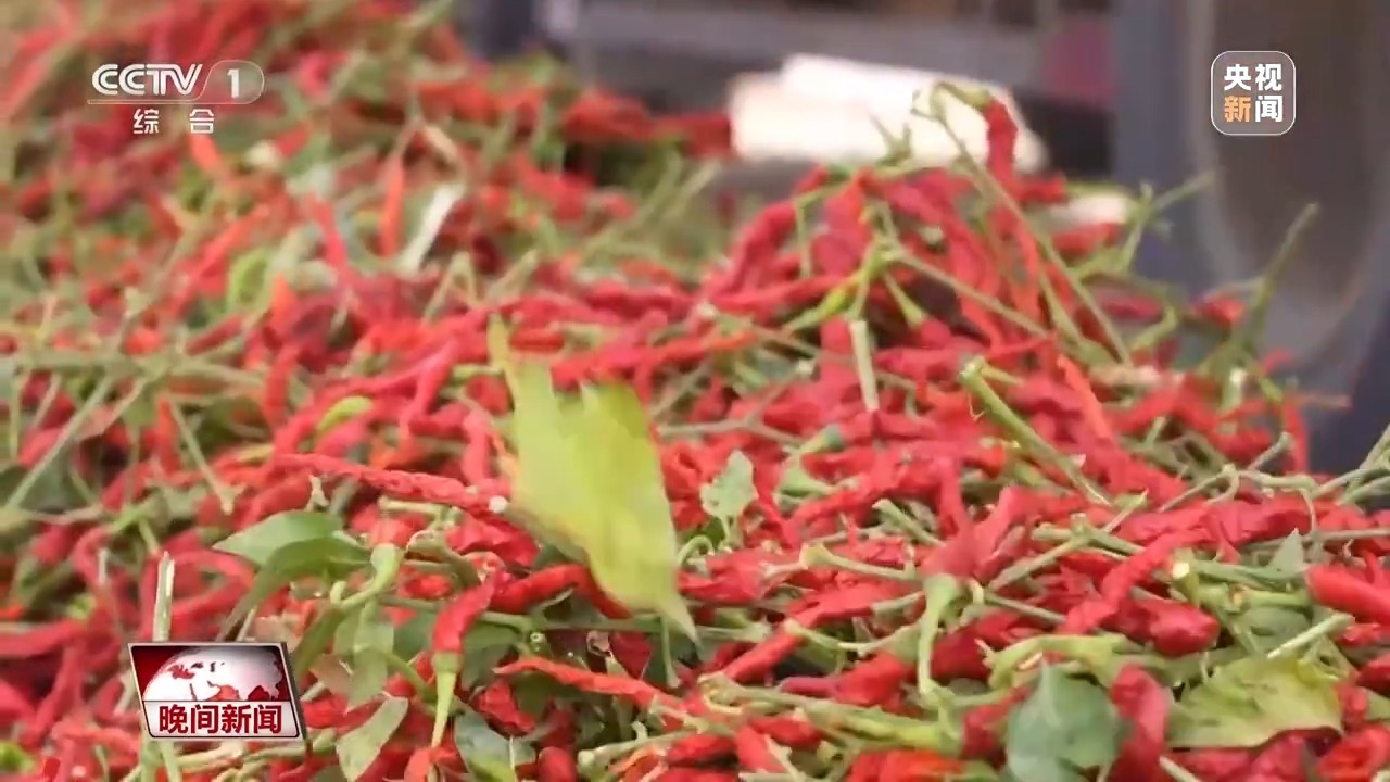 金秋時(shí)節(jié)好“豐”景 田間地頭搶收忙