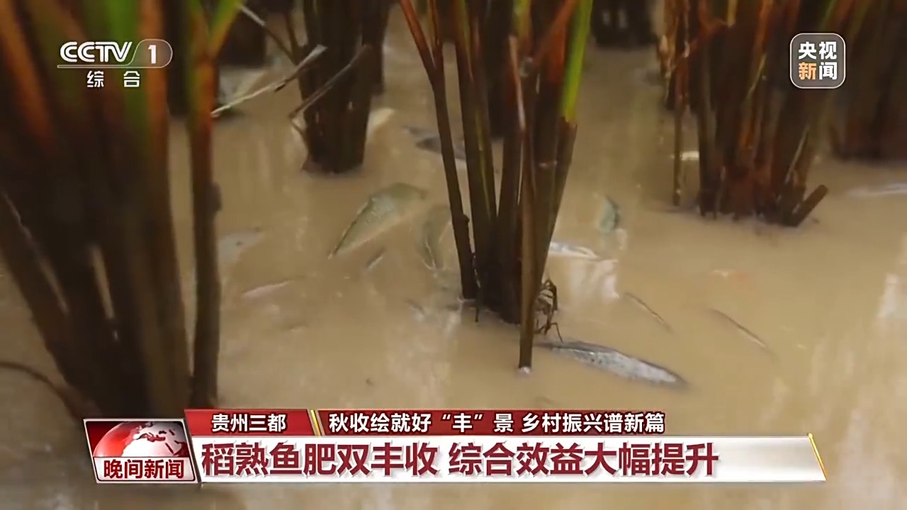 金秋時(shí)節(jié)好“豐”景 田間地頭搶收忙