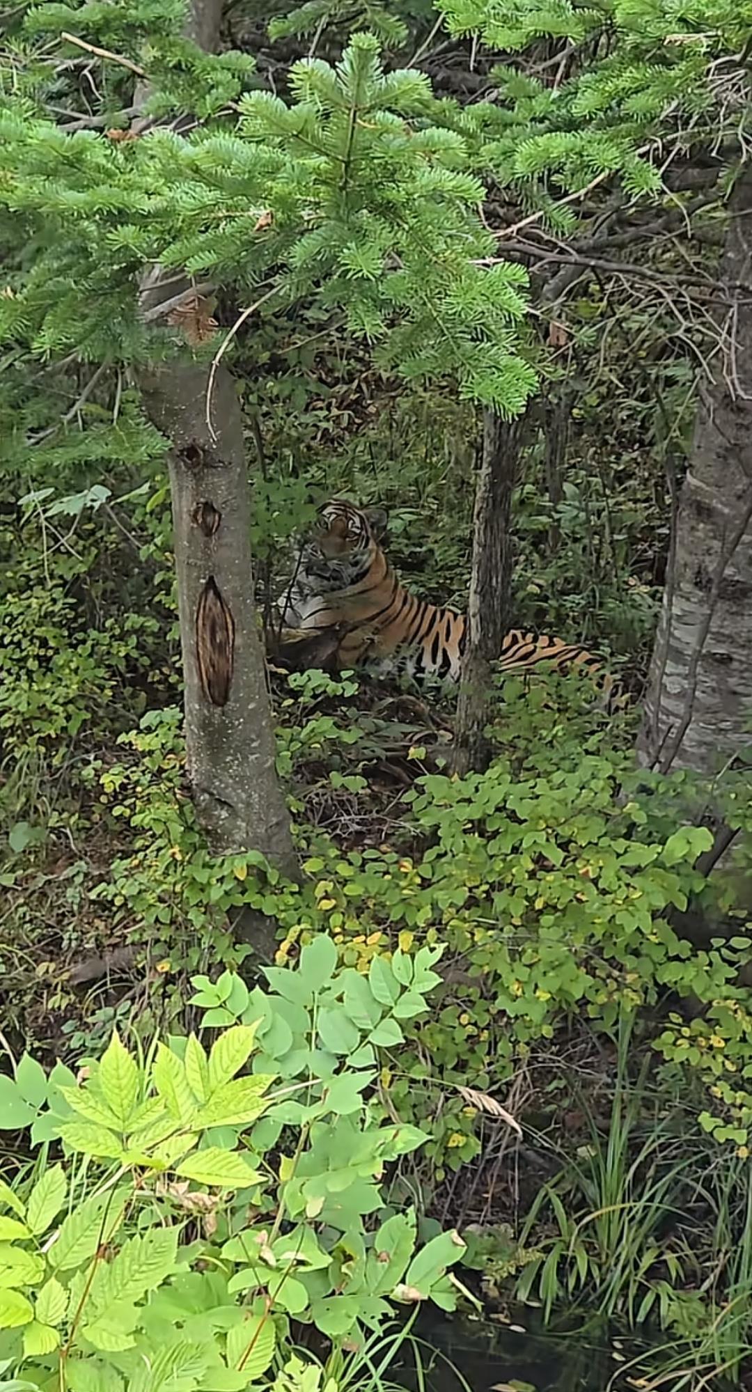 男子在吉林琿春偶遇東北虎，喊話“小貓咪”后被“凝視”，當地：切記不要下車，保持安全距離緩慢離開