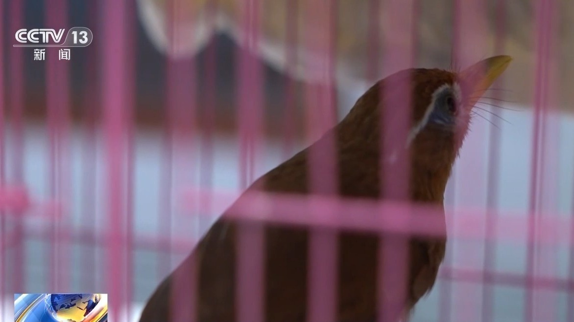 深夜直播竟暗藏非法交易 男子售賣畫眉鳥被刑拘