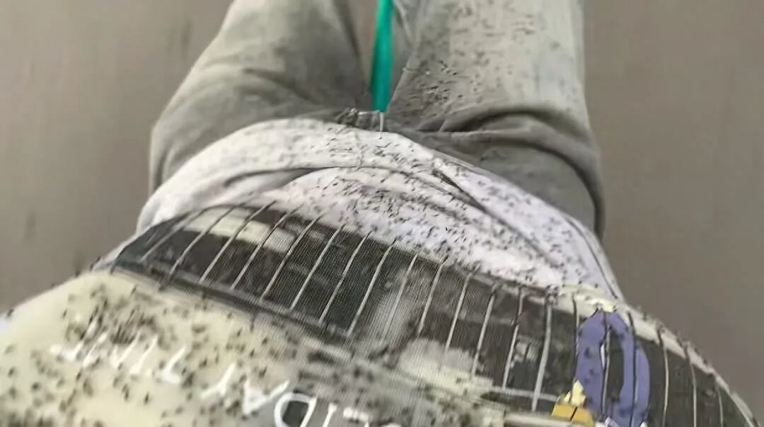 游客稱內蒙古阿爾山現大量飛蟲,“滿臉都是,眼睛都睜不開”,景區:不咬人,盡量不穿鮮艷顏色的衣服