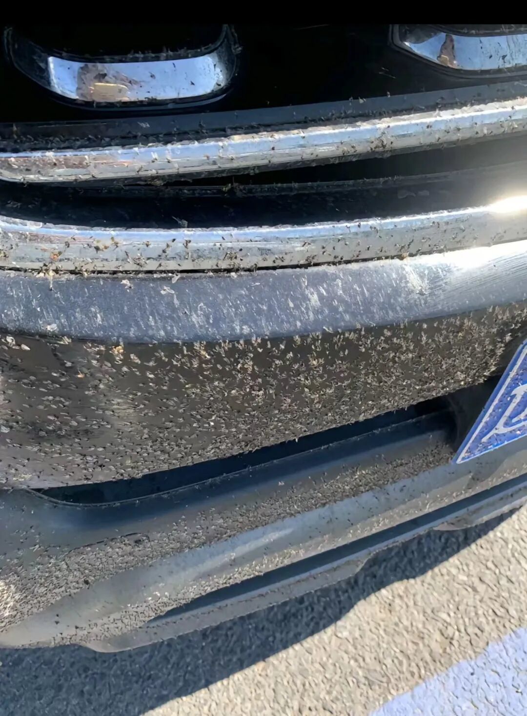 游客稱內蒙古阿爾山現大量飛蟲,“滿臉都是,眼睛都睜不開”,景區:不咬人,盡量不穿鮮艷顏色的衣服