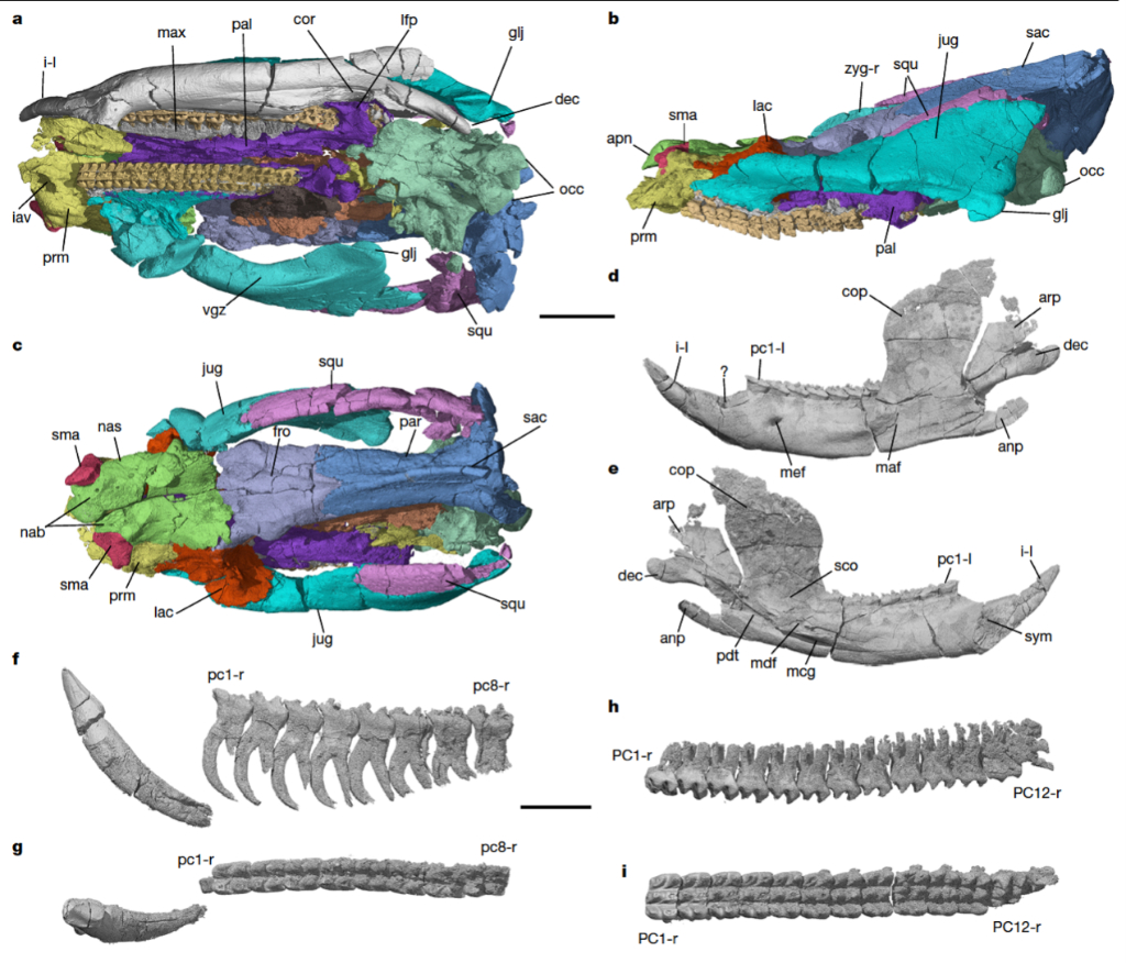 “老化石”里發(fā)現(xiàn)“新秘密”:新成果破解多項生命演化之謎