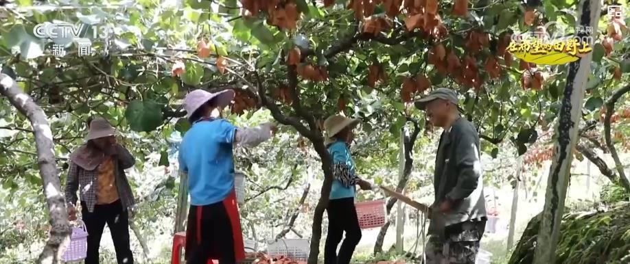 產銷兩旺！“小特產”變身變身鄉村振興“致富果” 激活“甜蜜經濟”新熱力