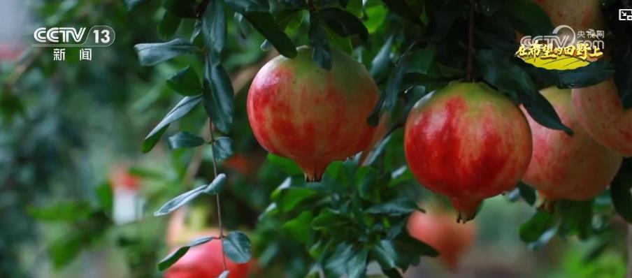 產銷兩旺！“小特產”變身變身鄉村振興“致富果” 激活“甜蜜經濟”新熱力
