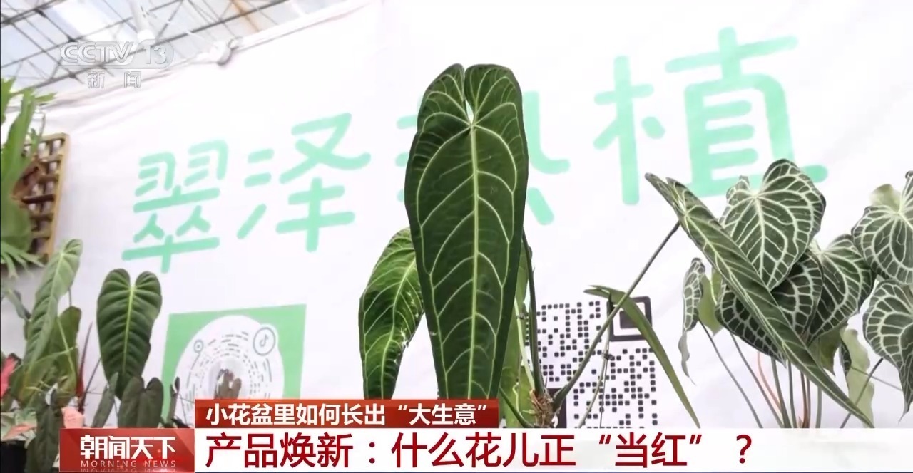 小盆栽里藏著大生意!這些植物成市場“新寵”