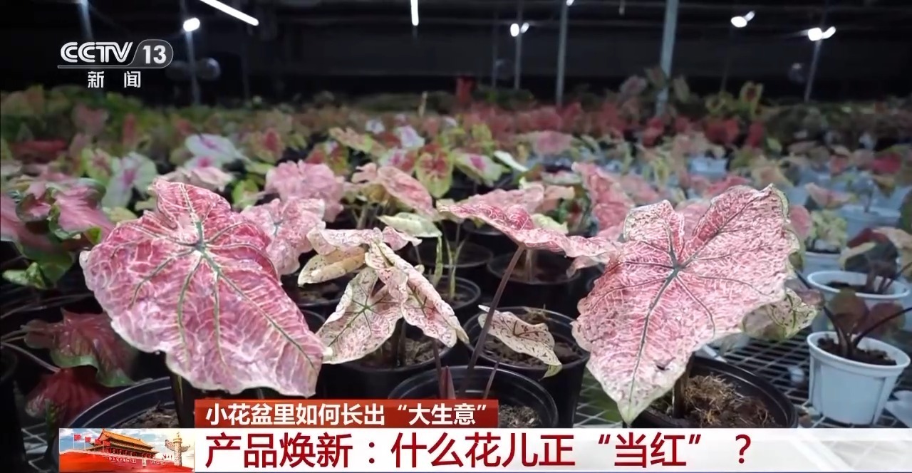 小盆栽里藏著大生意!這些植物成市場“新寵”