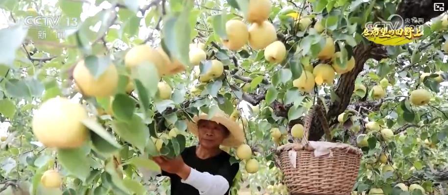 產銷兩旺！“小特產”變身變身鄉村振興“致富果” 激活“甜蜜經濟”新熱力