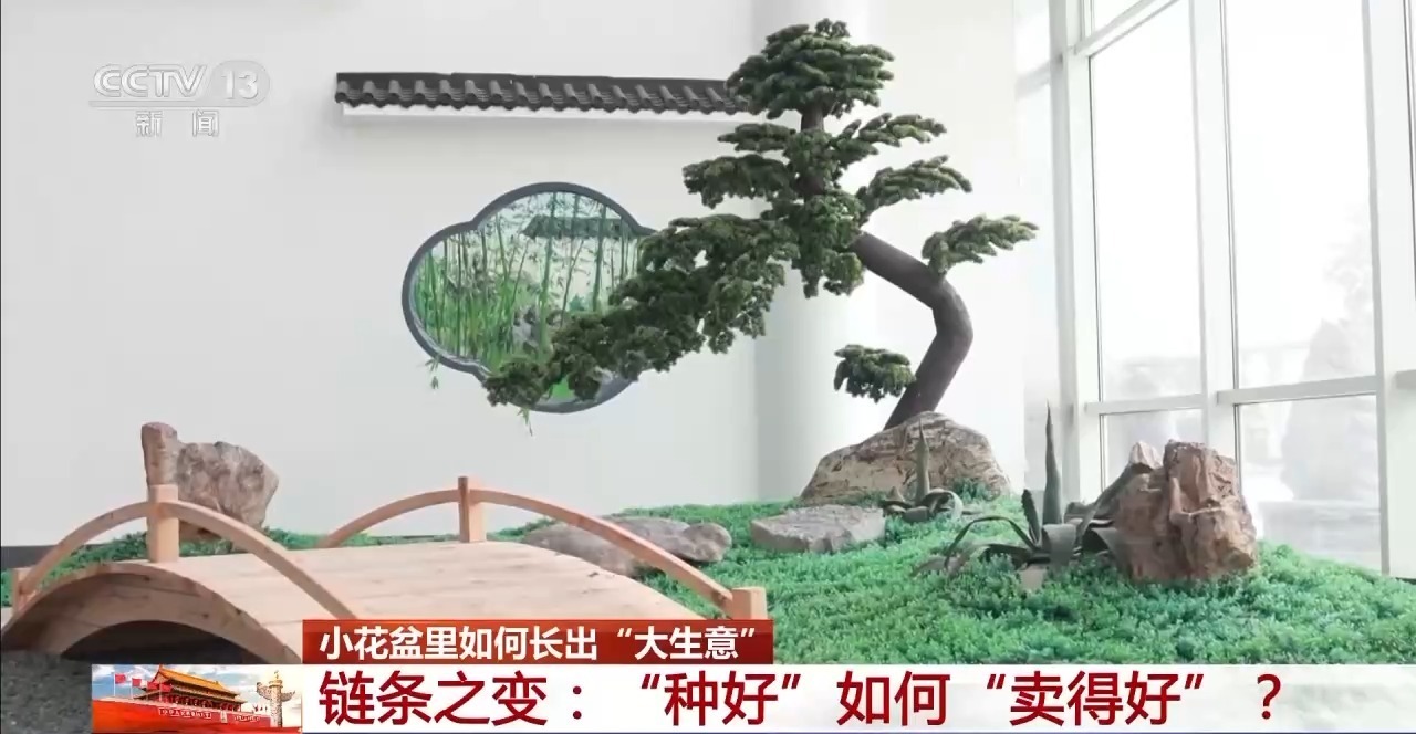 小盆栽里藏著大生意!這些植物成市場“新寵”