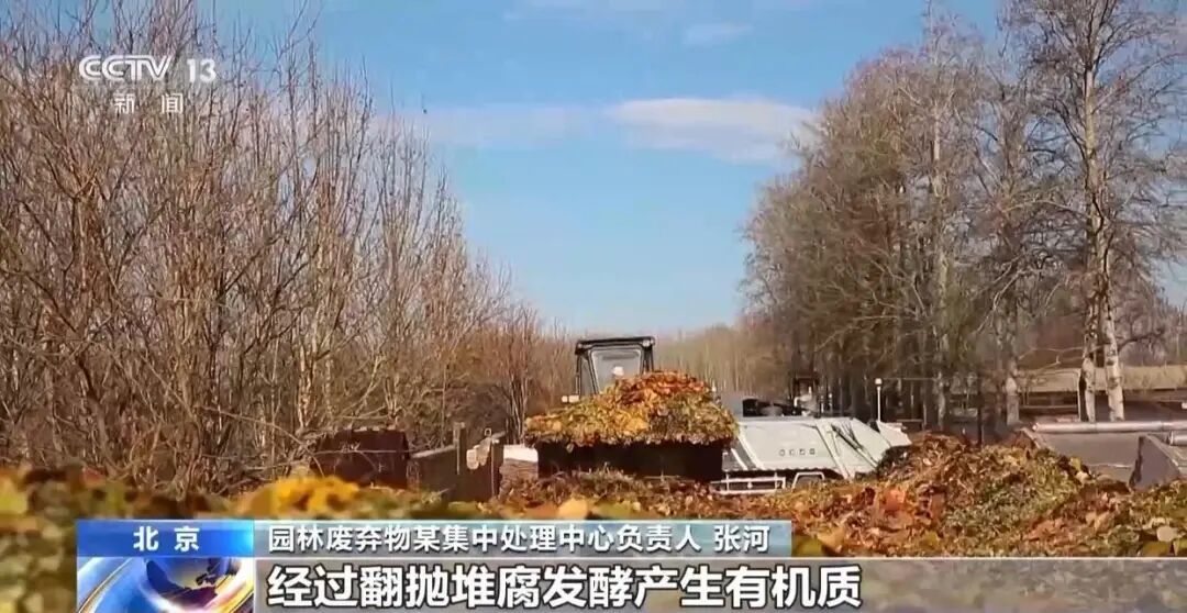 景區禁止游客撿楓葉，網友質疑“太小氣”，最新回應