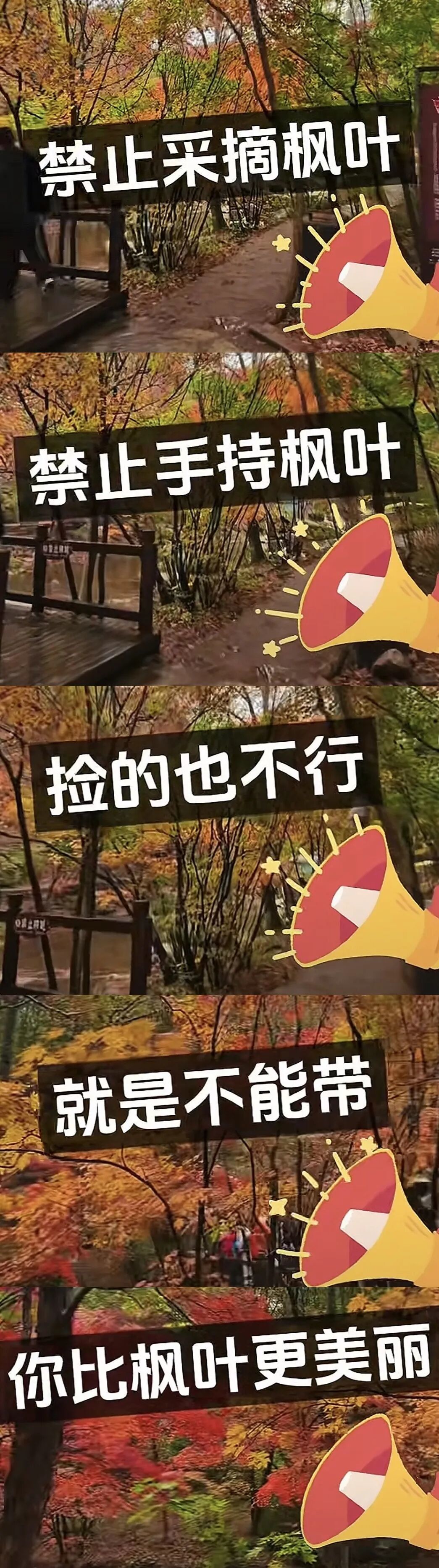 景區禁止游客撿楓葉，網友質疑“太小氣”，最新回應