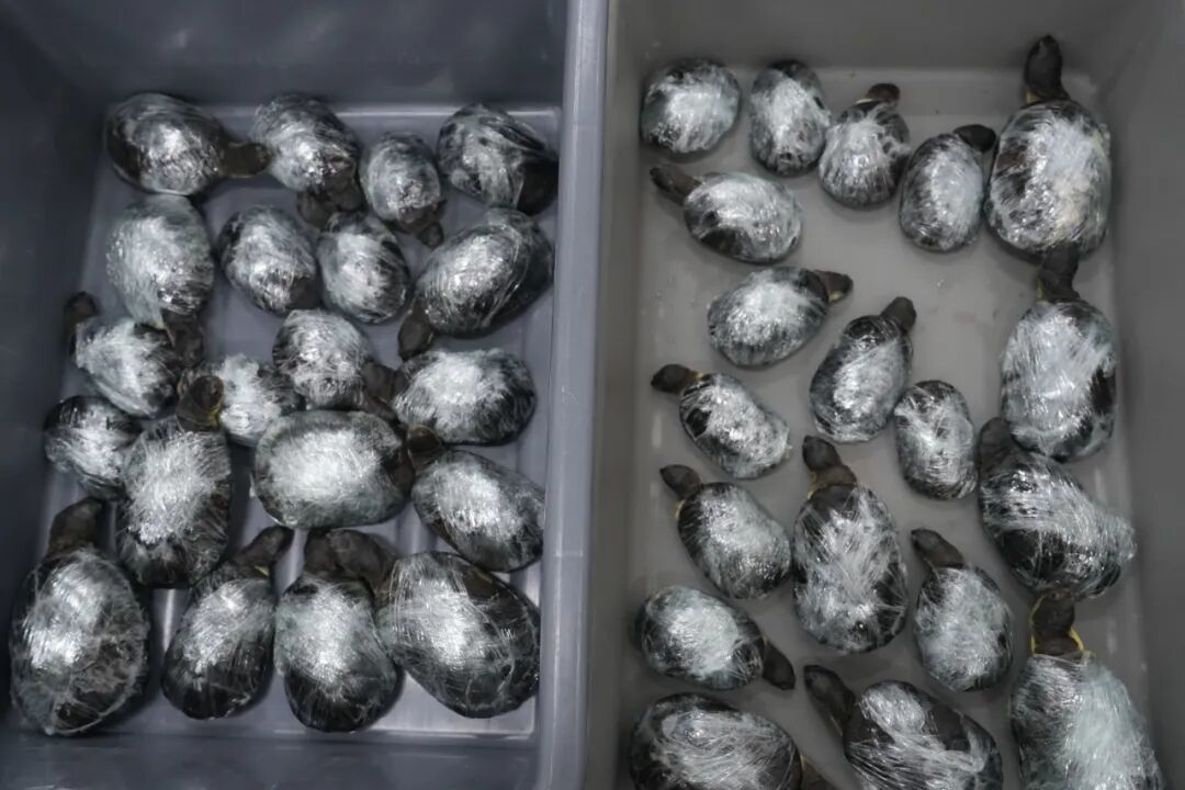 2旅客在緊身褲內共綁藏68只活體龜入境被查