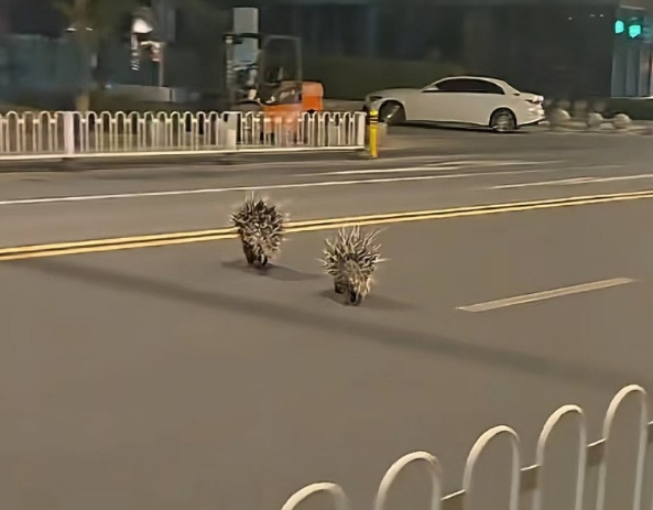 多位市民拍到兩只豪豬在南京街頭“夜跑”，紅山動物園否認有豪豬出逃，相關人士稱豪豬白天會躲起來不好找