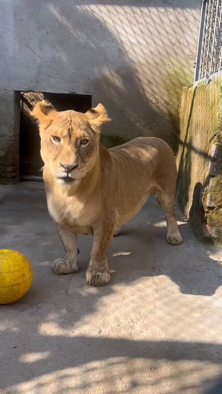 徐州非洲獅“柯基”因腿短走紅,動物園飼養員回應