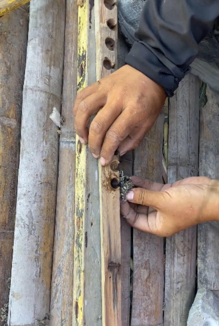 35天減28斤！25歲女孩獲海島求生賽季軍：為生存吃老鼠、蜈蚣