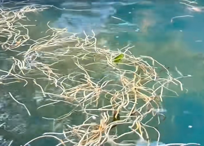 度假區回應推出“折耳根溫泉”:可以舒緩經絡,保證睡眠,泡完身上不會有異味