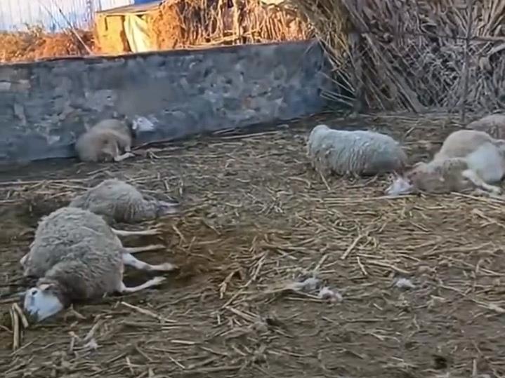遼寧一農戶17只羊一夜之間被不明生物咬死,警方回應