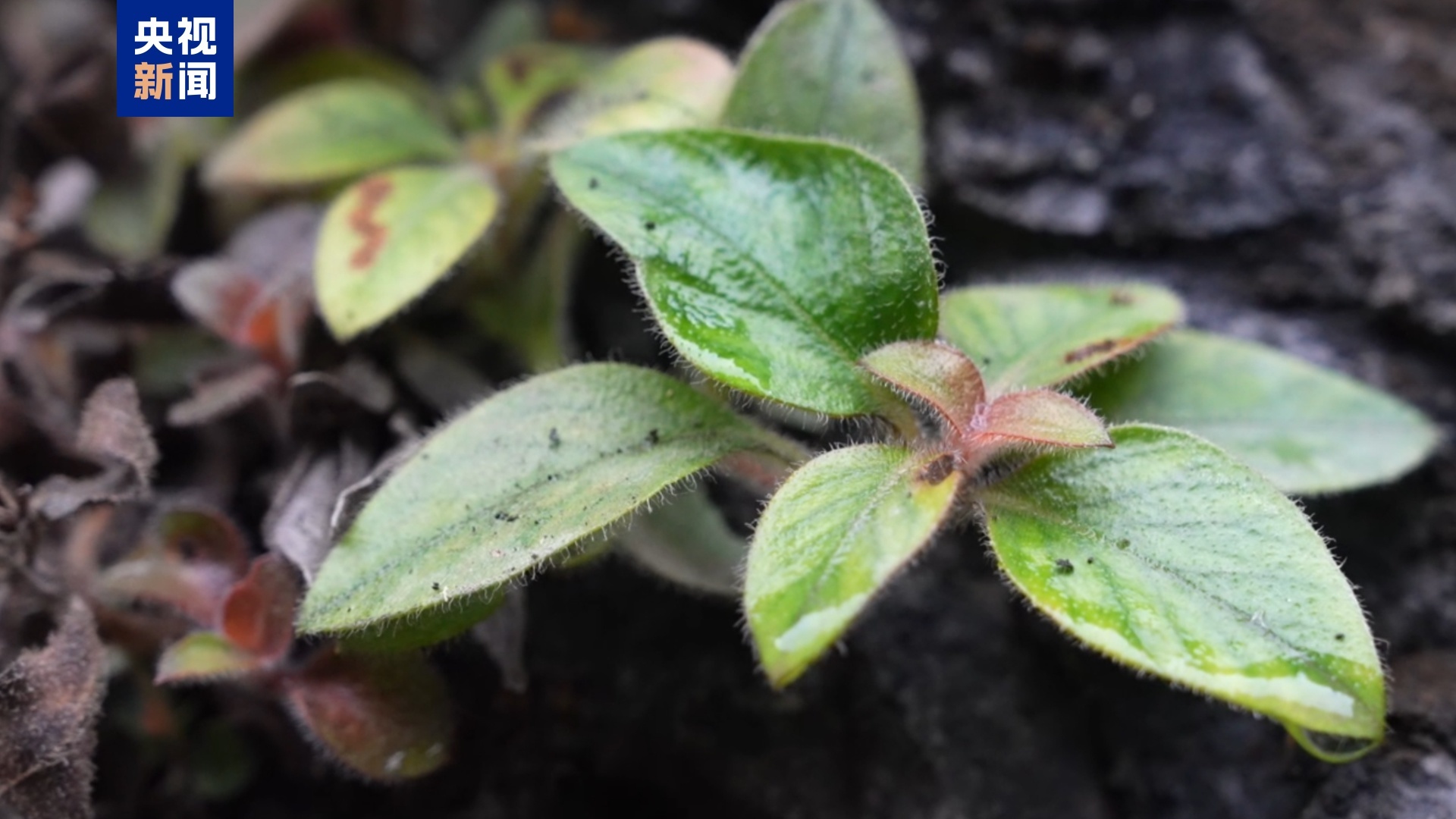 湖南首次發現!極危植物“紅頭索”長這樣