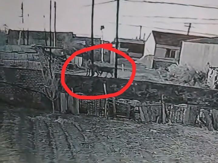 遼寧一農戶17只羊一夜之間被不明生物咬死,警方回應