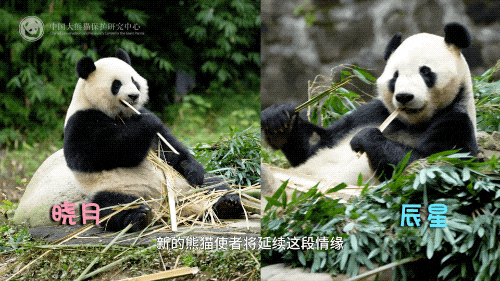 大熊貓“辰星”“曉月”今日前往馬來西亞開啟旅居生活