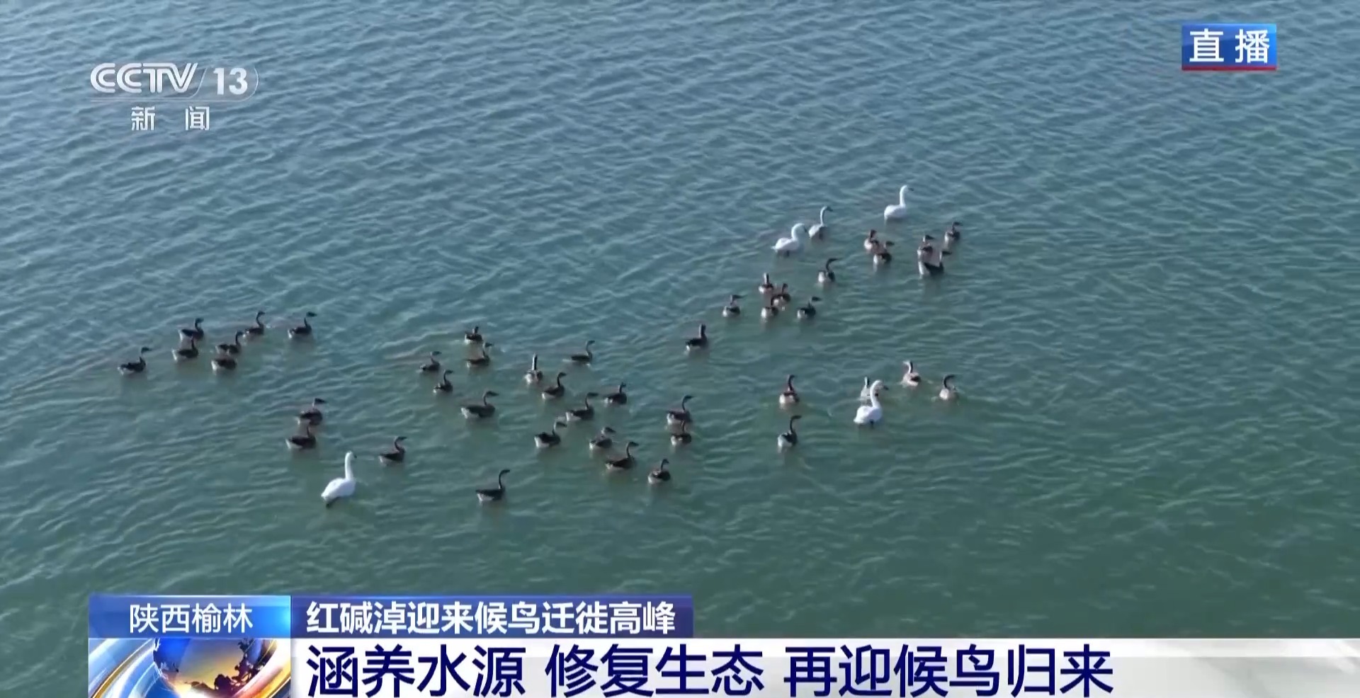 紅堿淖迎來候鳥遷徙高峰 保護區(qū)多舉措溫情護航