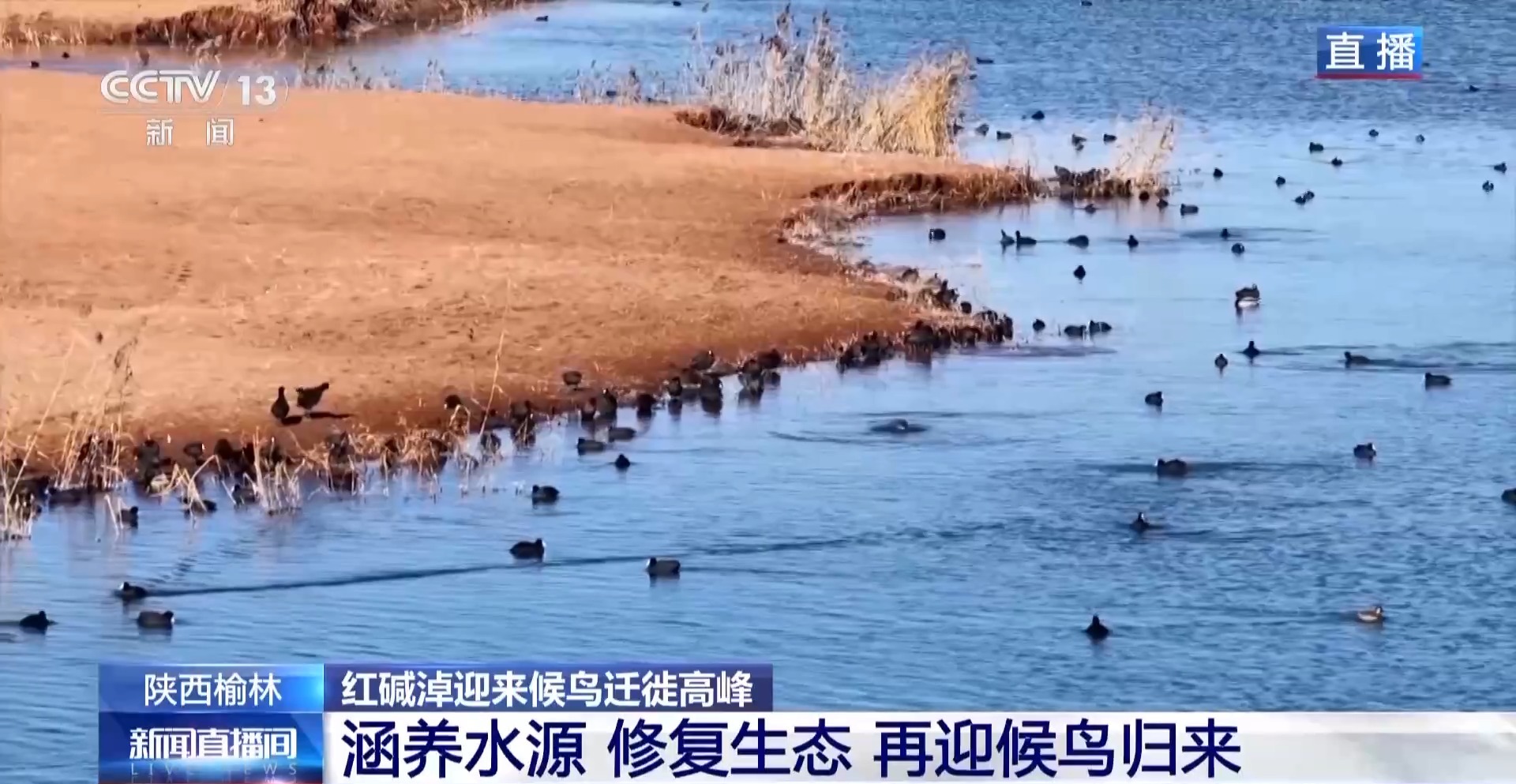 紅堿淖迎來候鳥遷徙高峰 保護區(qū)多舉措溫情護航