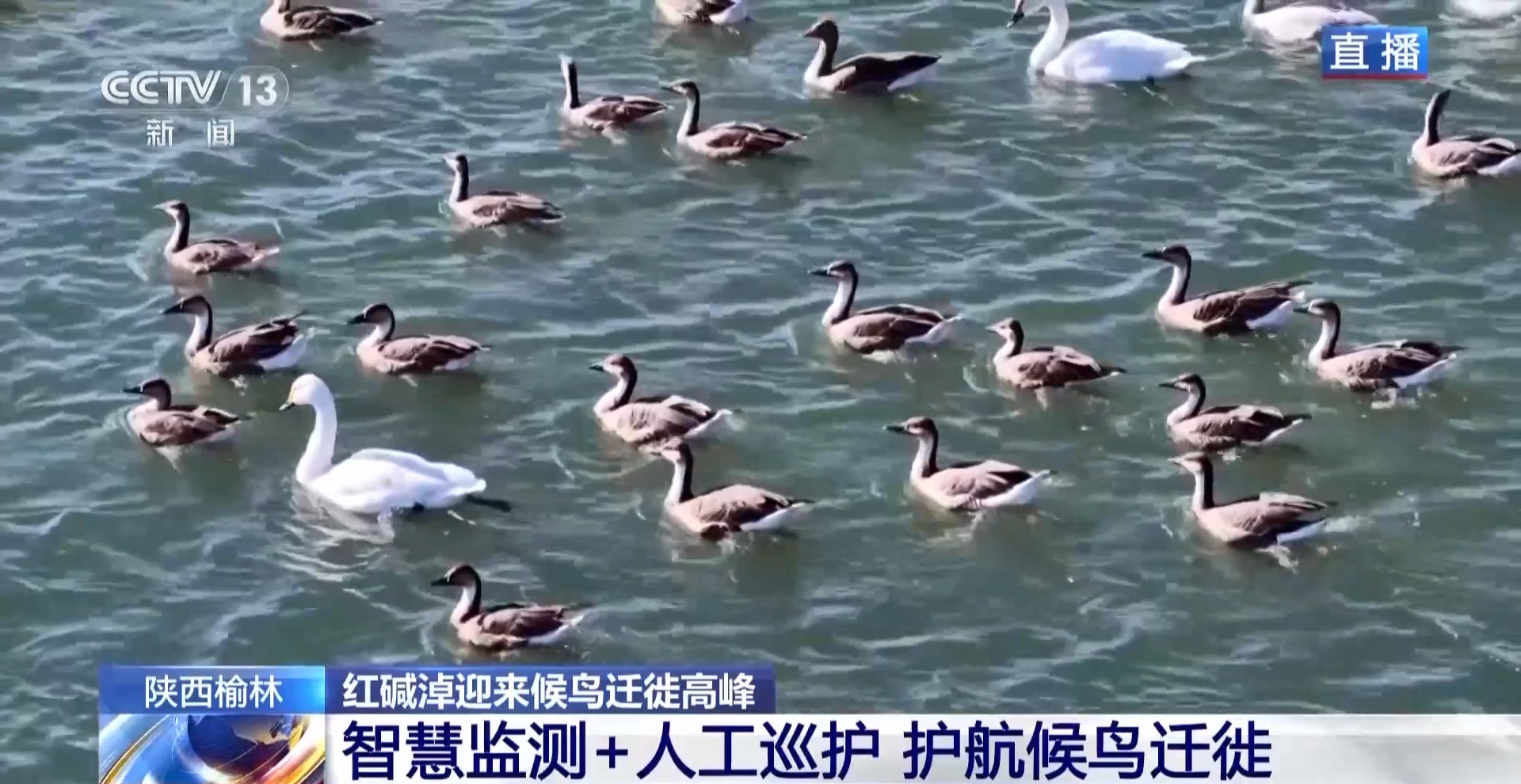 紅堿淖迎來候鳥遷徙高峰 保護區(qū)多舉措溫情護航