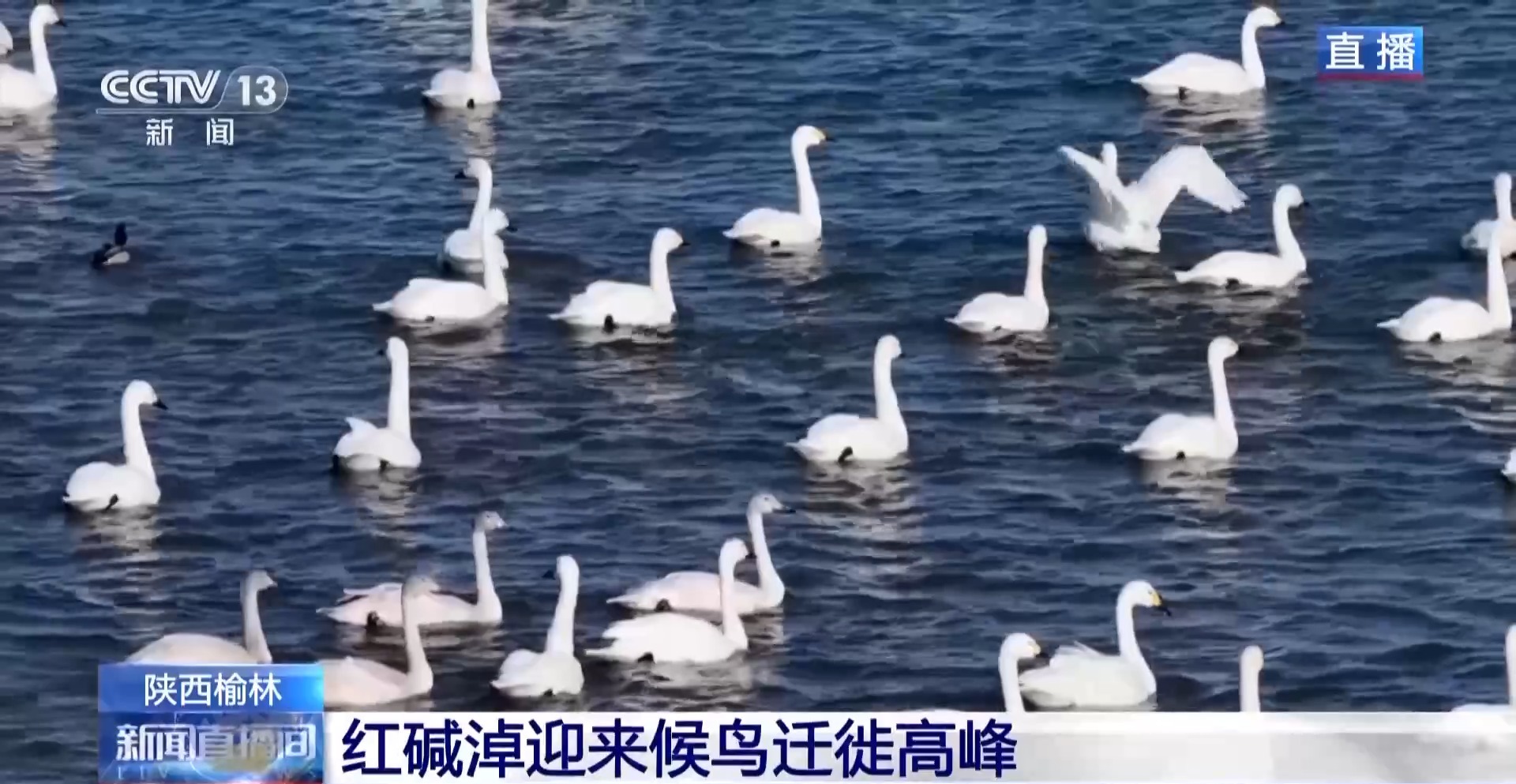 紅堿淖迎來候鳥遷徙高峰 保護區(qū)多舉措溫情護航