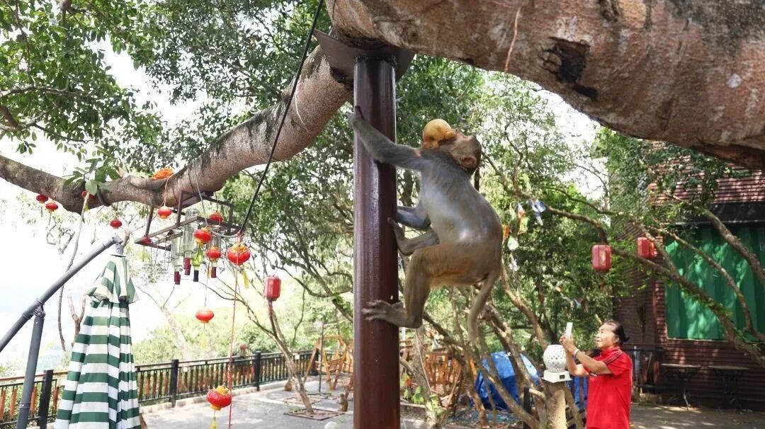 三亞一酒店回應三只獼猴“自帶水果”闖入客房：來自鹿回頭風景區，避免正面接觸，不要對視或采取任何動作
