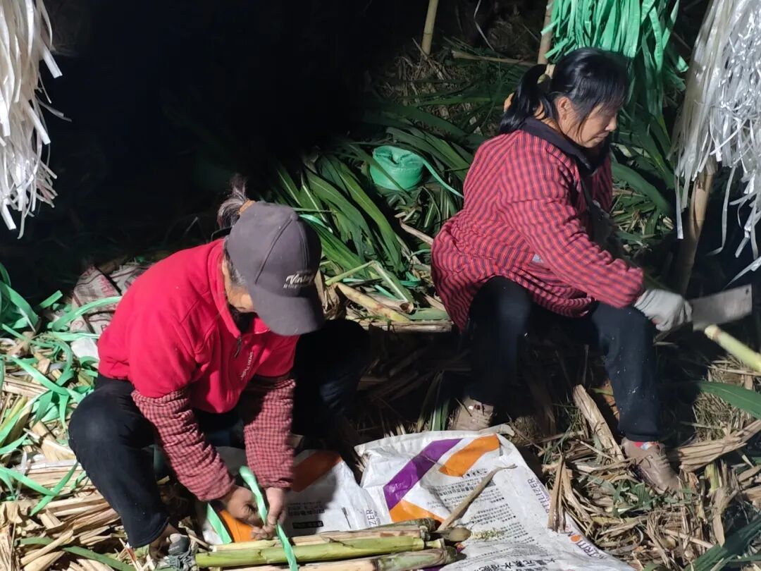 四川眉山“偷甘蔗”現(xiàn)場(chǎng)：民警到場(chǎng)維持秩序，老板稱以前想當(dāng)網(wǎng)紅，現(xiàn)在累得笑不出來