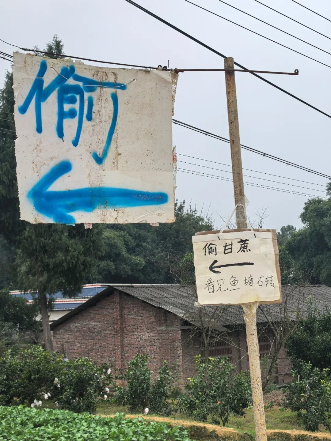 四川眉山“偷甘蔗”現(xiàn)場(chǎng)：民警到場(chǎng)維持秩序，老板稱以前想當(dāng)網(wǎng)紅，現(xiàn)在累得笑不出來