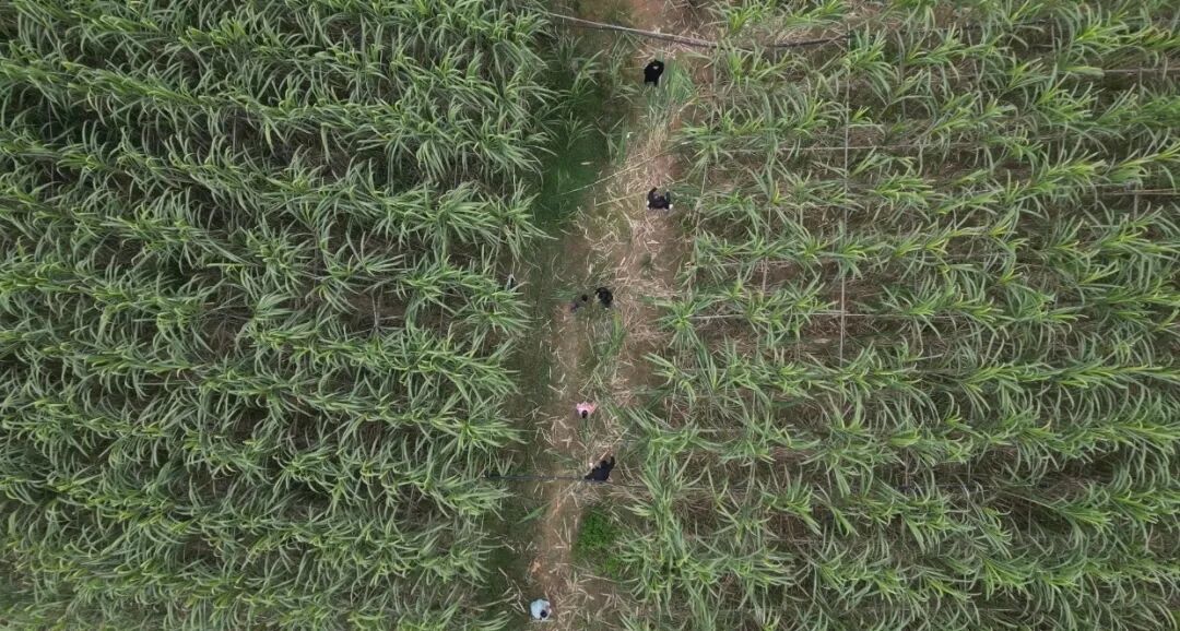 四川眉山“偷甘蔗”現(xiàn)場(chǎng)：民警到場(chǎng)維持秩序，老板稱以前想當(dāng)網(wǎng)紅，現(xiàn)在累得笑不出來