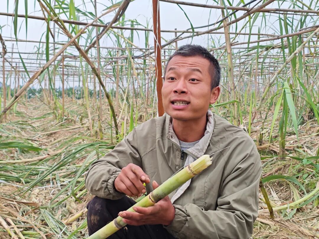 四川眉山“偷甘蔗”現(xiàn)場(chǎng)：民警到場(chǎng)維持秩序，老板稱以前想當(dāng)網(wǎng)紅，現(xiàn)在累得笑不出來