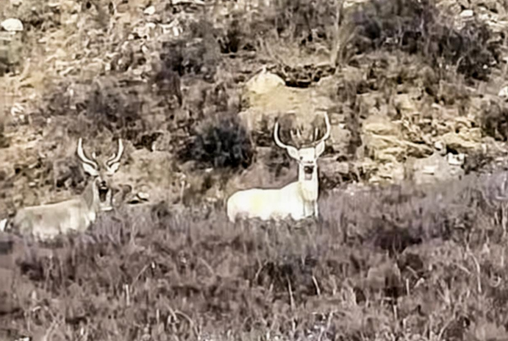 純白馬鹿現身甘肅林區