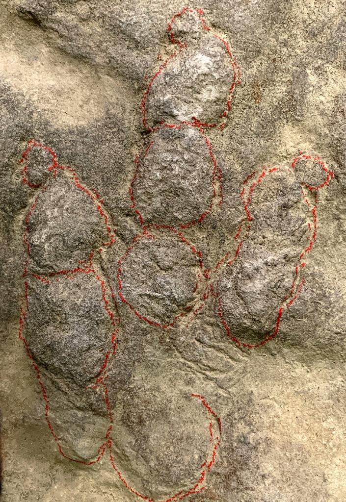 我國科學(xué)家揭示早侏羅世獸腳類恐龍行為奧秘