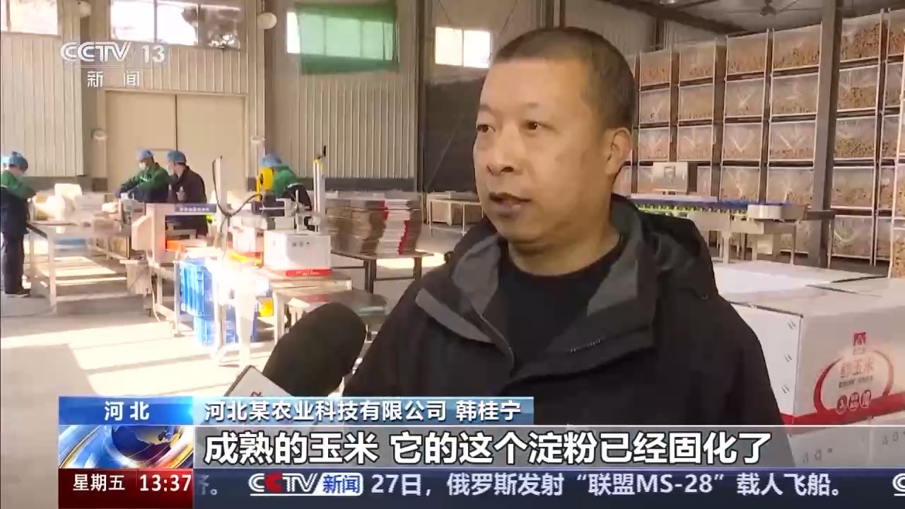 包裝玉米是“僵尸玉米”？專家解讀