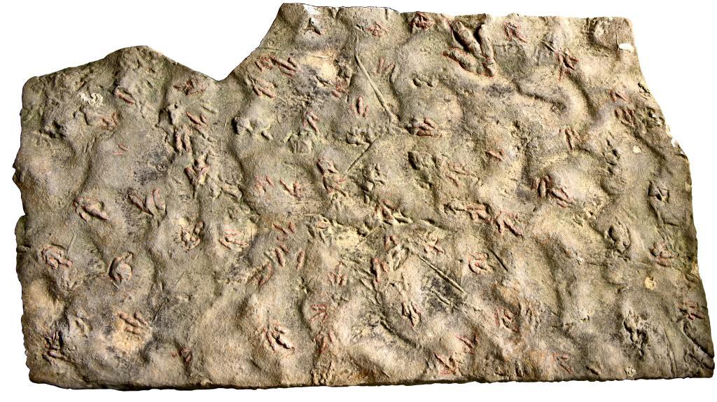 我國科學(xué)家揭示早侏羅世獸腳類恐龍行為奧秘